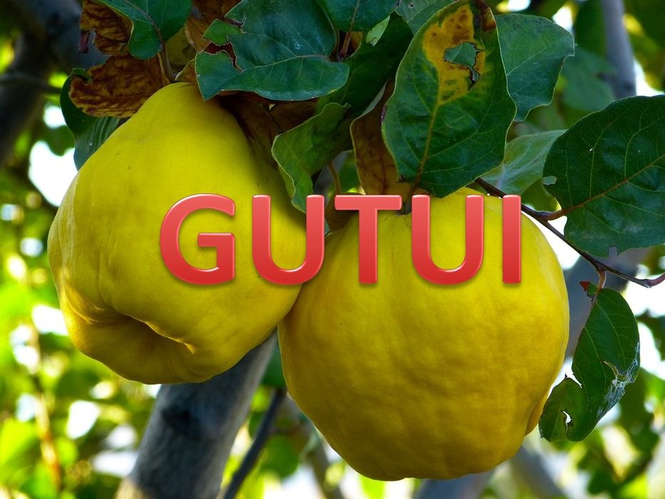 Pomi Fructiferi Columnari (Gutui )