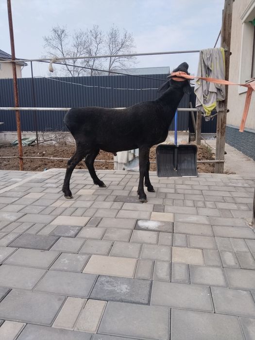 Қошкар, баран семіз.