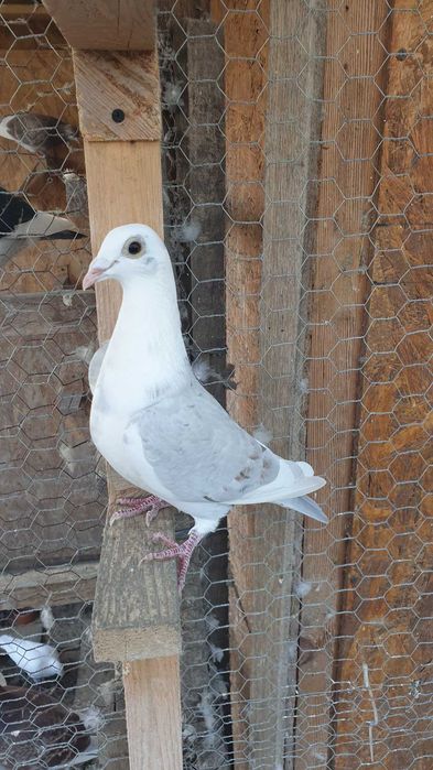 Ocazie! Vand 4 femele voiajor sport, sanatoase, ingrijite!