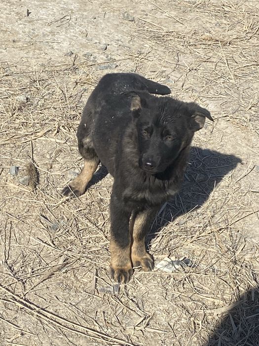 Шенки европейский овчарки