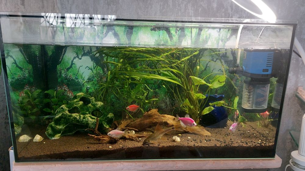 Продам аквариумы