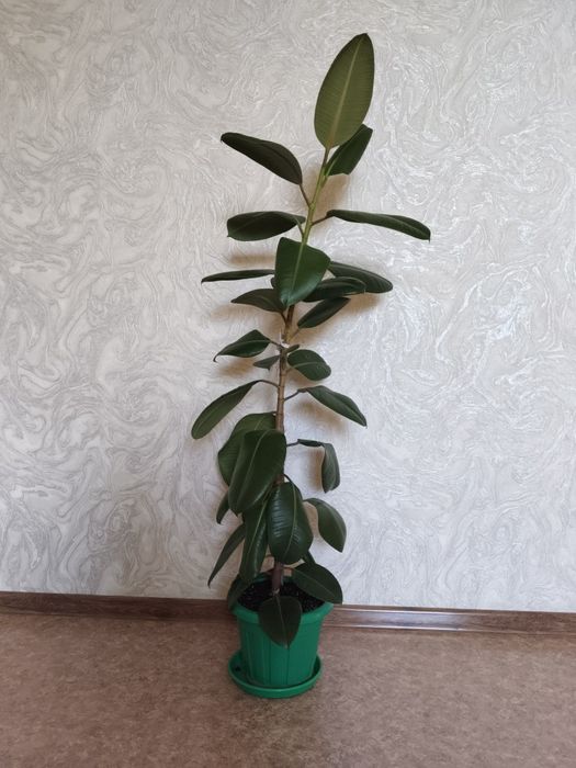 Комнатные цветы укоренённые