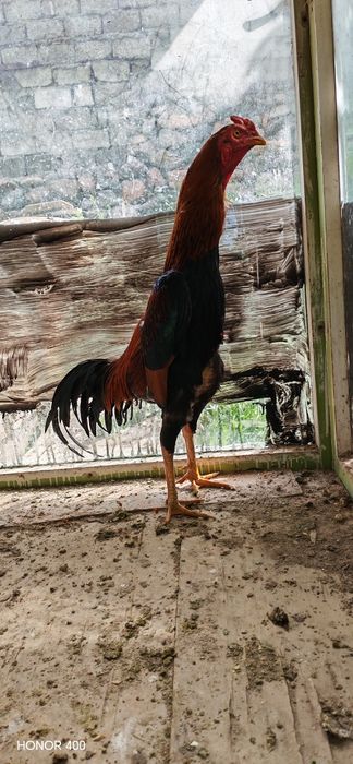 Dakan Xuroson sotiladi aybi yuq