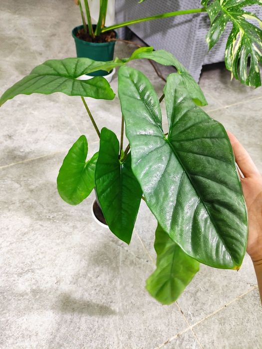 Алоказия коразон  красивый сорт