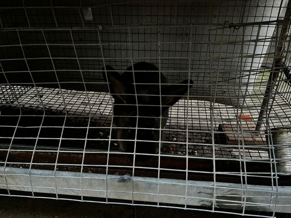 Продаються кролики