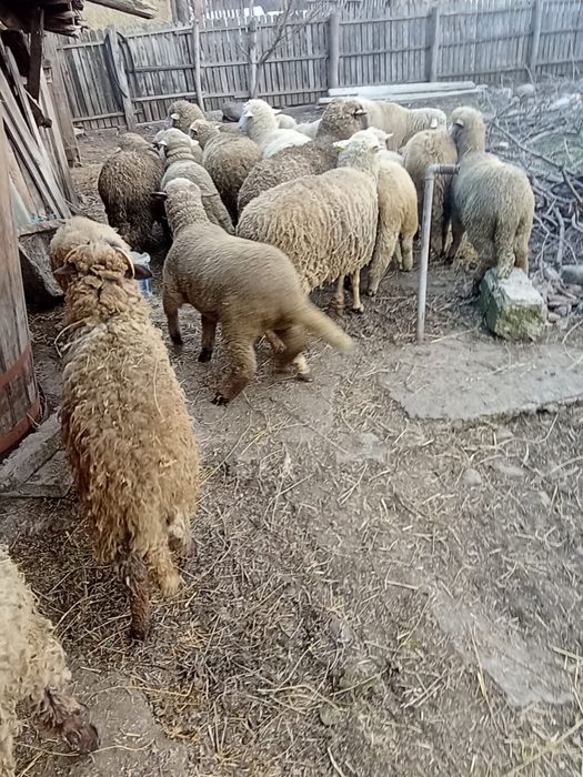 Vand miei si carlani de anul trecut