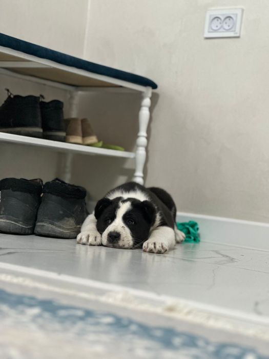 алабай күшік ит алабай