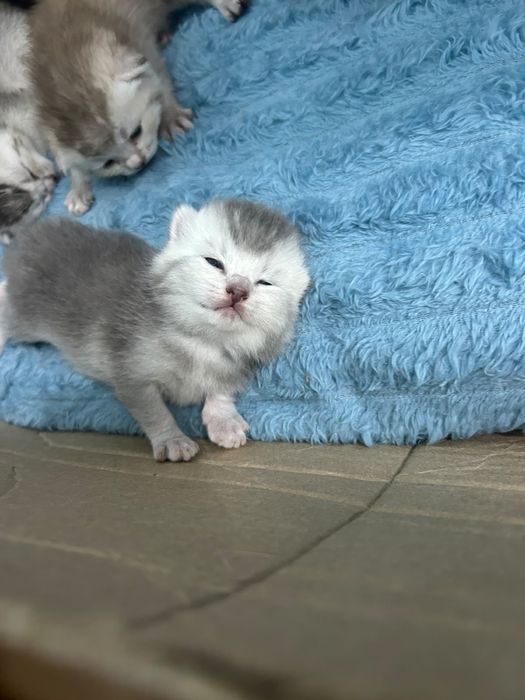 Котята британские
