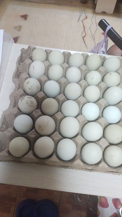 Инкубационные яйца