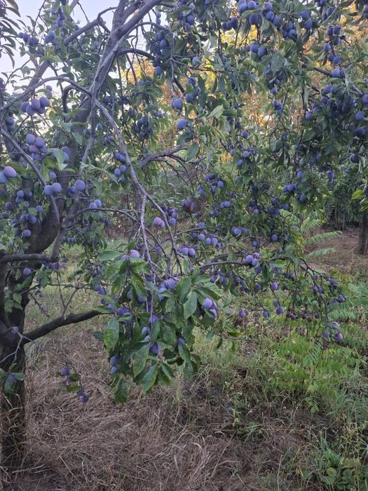 Prune pentru țuică Anna Späth