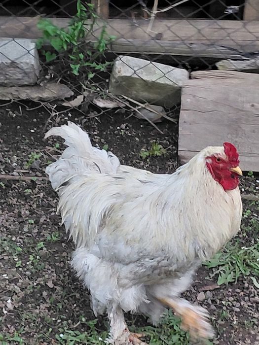 Продам петуха брама