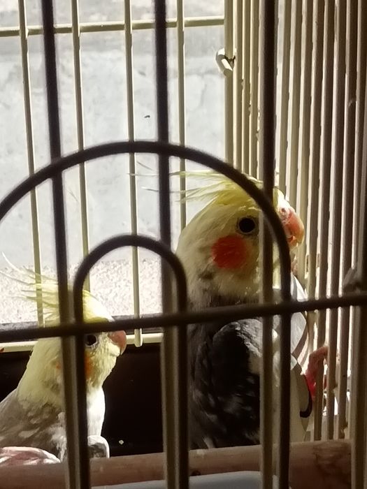 Продавам папагали Корела