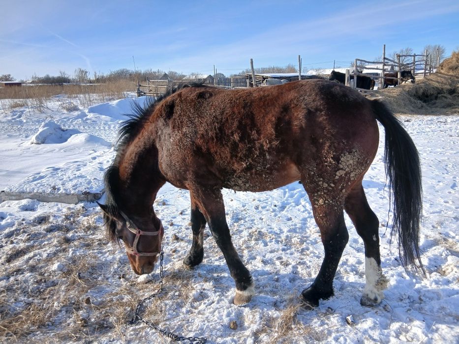 Продам два жеребца