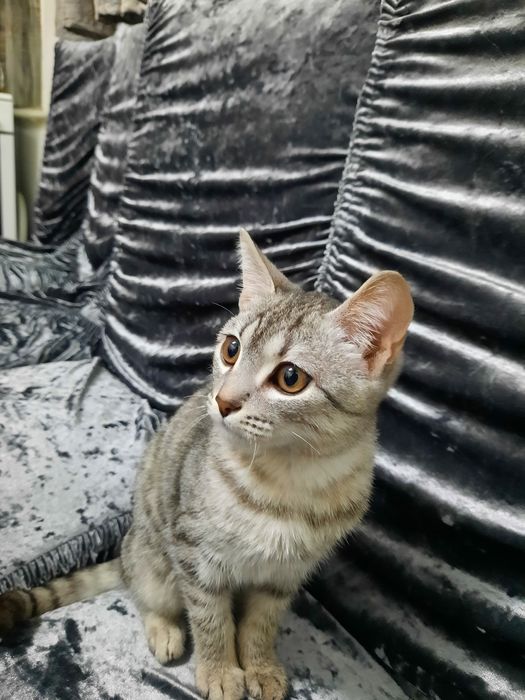 Кошка редкий порода