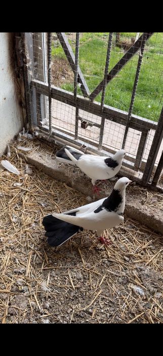 Голуби. Шейка пара ширакохвостые