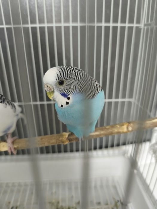 18500 попугаи с клеткой