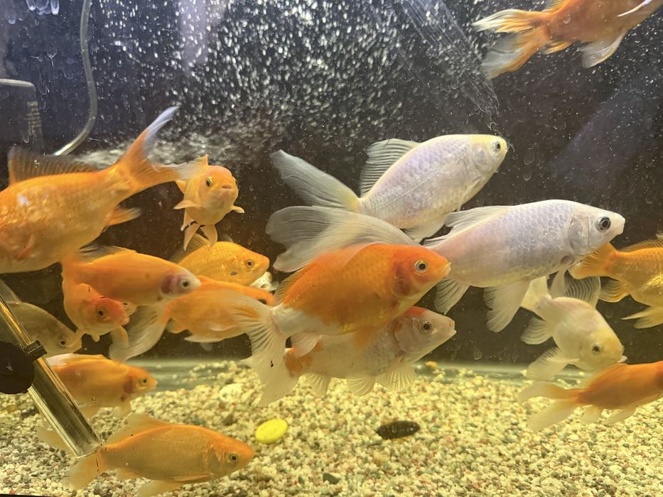 Продам рыб комет