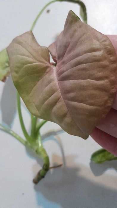 Сингониум, обмен.