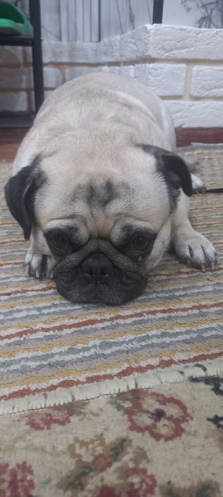 Мопс девочка продам