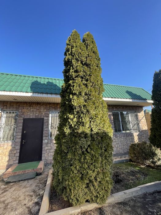 Зеленые хвойные деревья - Туи