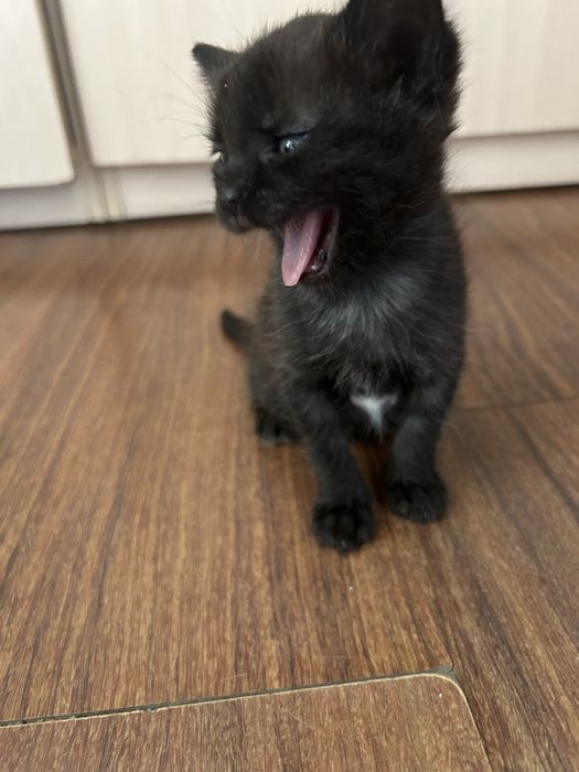 Котята бесплатно