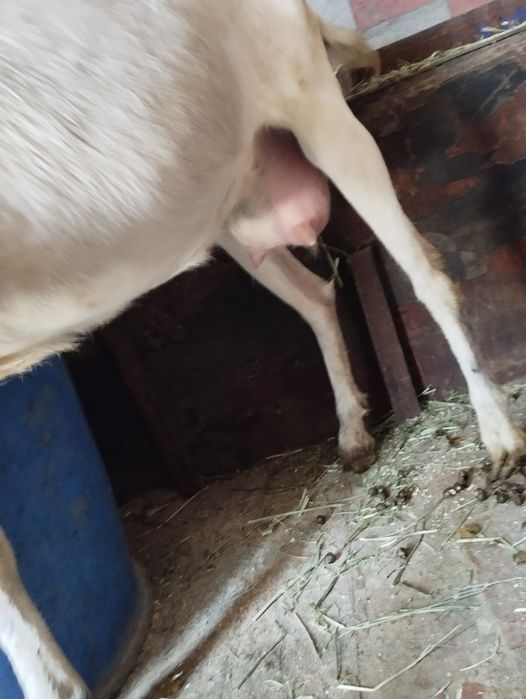 Продам Козу срочно!