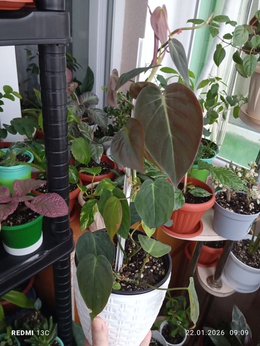 Продам комнатные растения