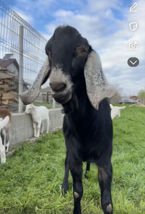 Țap Anglonubian, cu pedigree sau schimb cu cereale