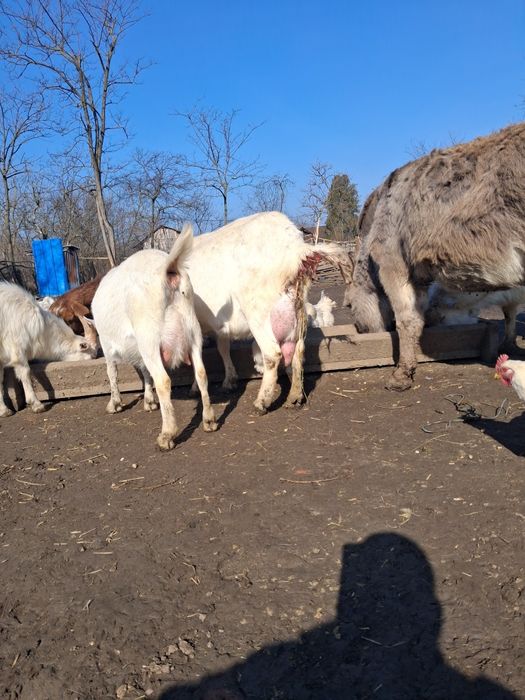 Capre de vanzare sannen