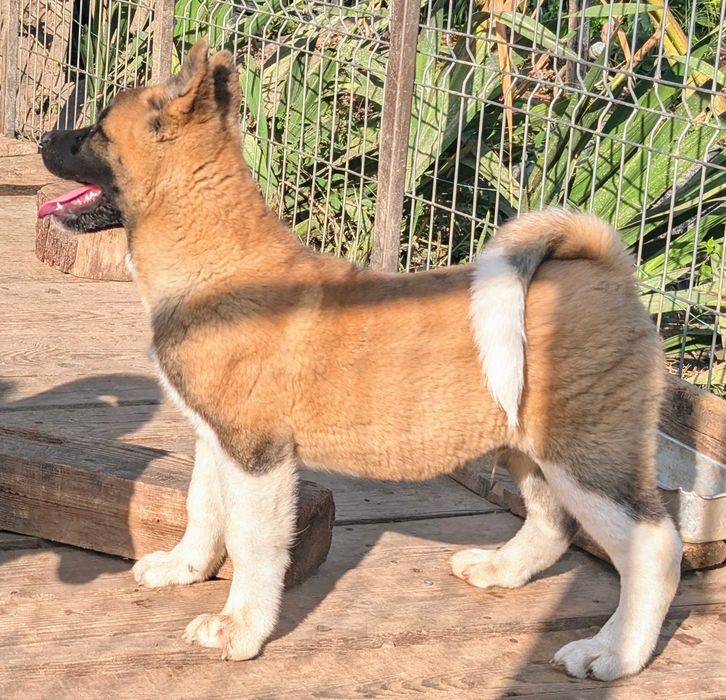 Akita American - Mascul  cu pedigree de tip A