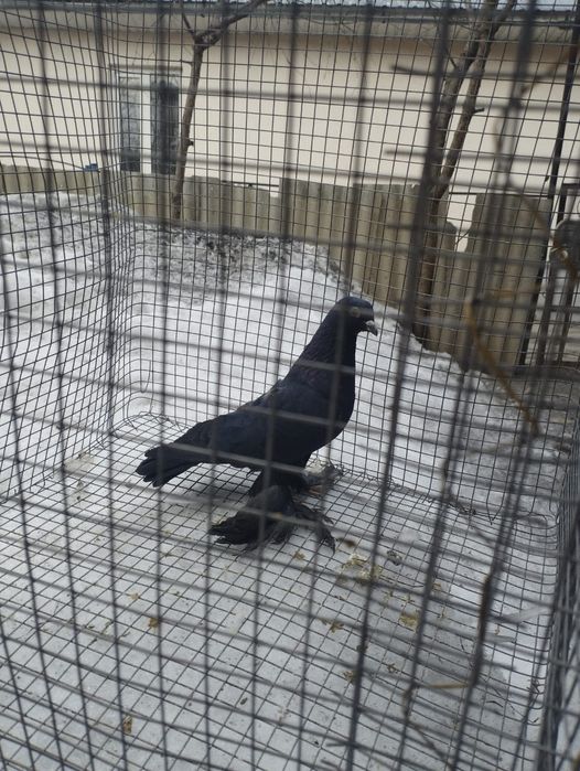 Осенний черный голубь