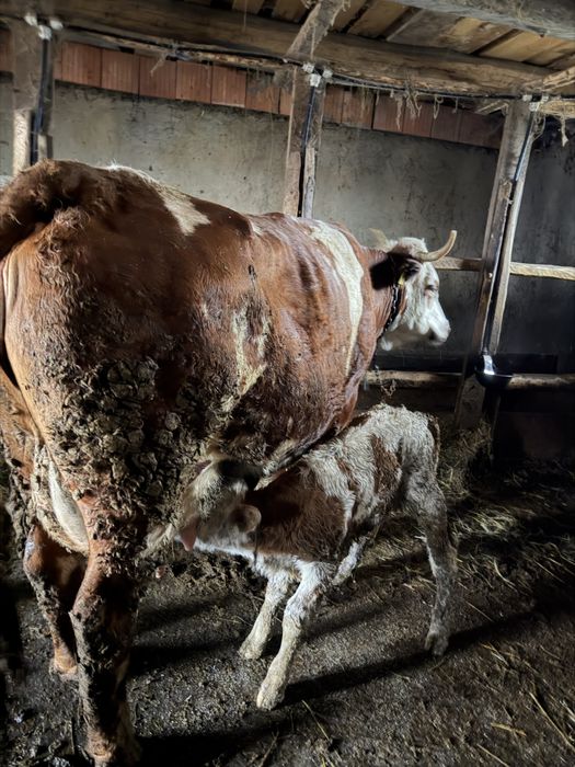 Vând vacă cu vițel