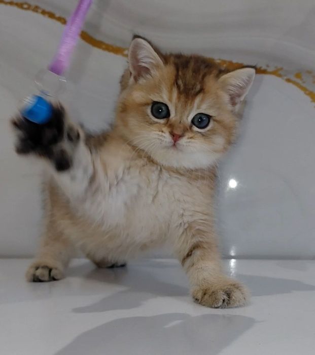 Продаются Шотландские котята Скотиш Фолд и Скотиш Страйт