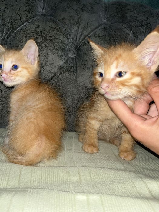 Отдам котяток в доьрые руки