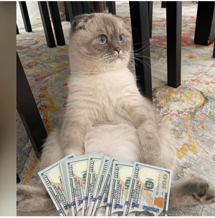 Отдам любимого кота только в очень добрые руки