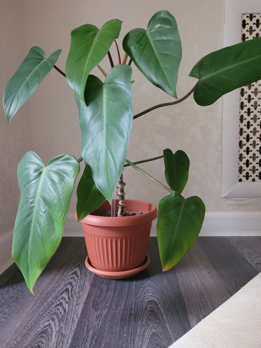 Продам комнатные цветы филодендрон