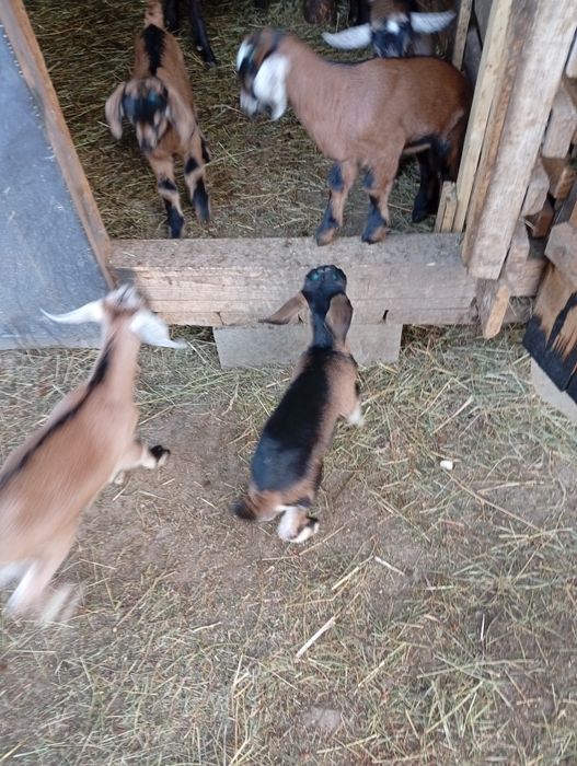 Capre și iezi anglonubieni