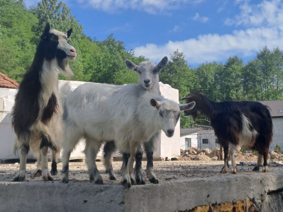 De vanzare 2  capre  bune de lapte cu 2 ieduțe
