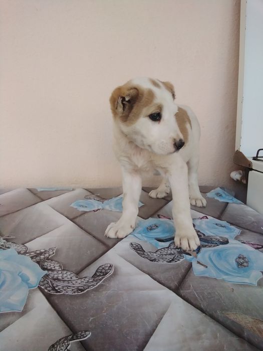 Алабай чистокровный