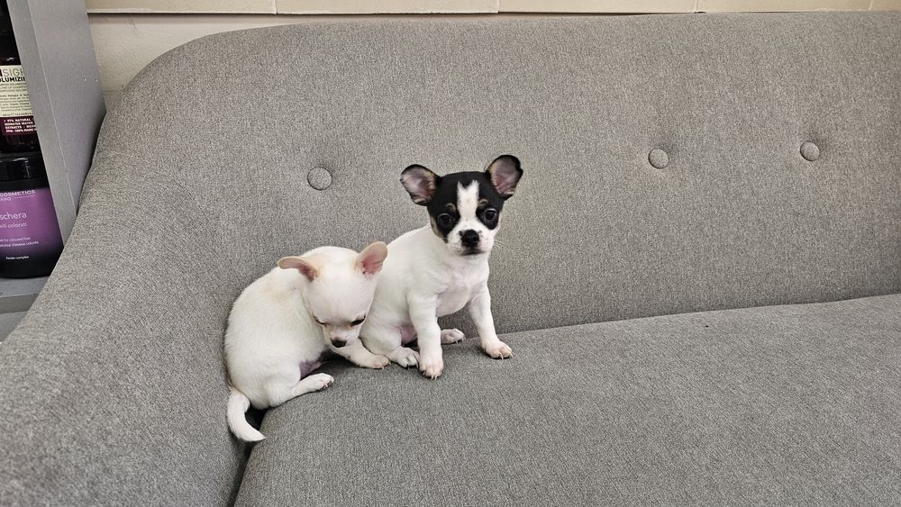 Мини Чихуахуа на 50 дни