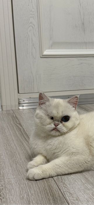 Кошка Маркиза ищет дом.