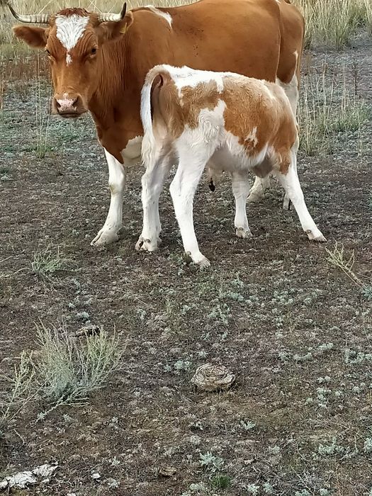 Бұзау сатылады еркек