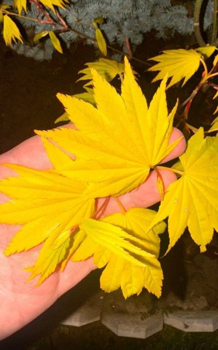 Кустарники для ландшафта