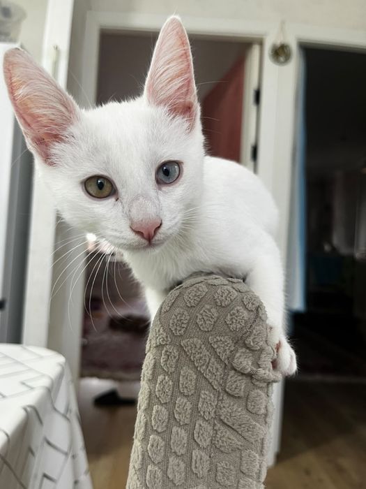 Кот ищет себе дом!