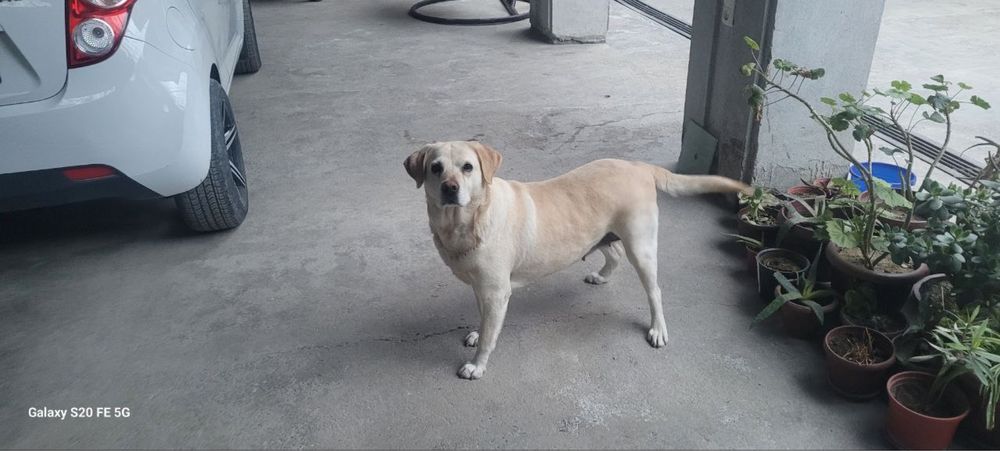 Лабрадор собачка девочка  очень ласковая в добрие руки даром