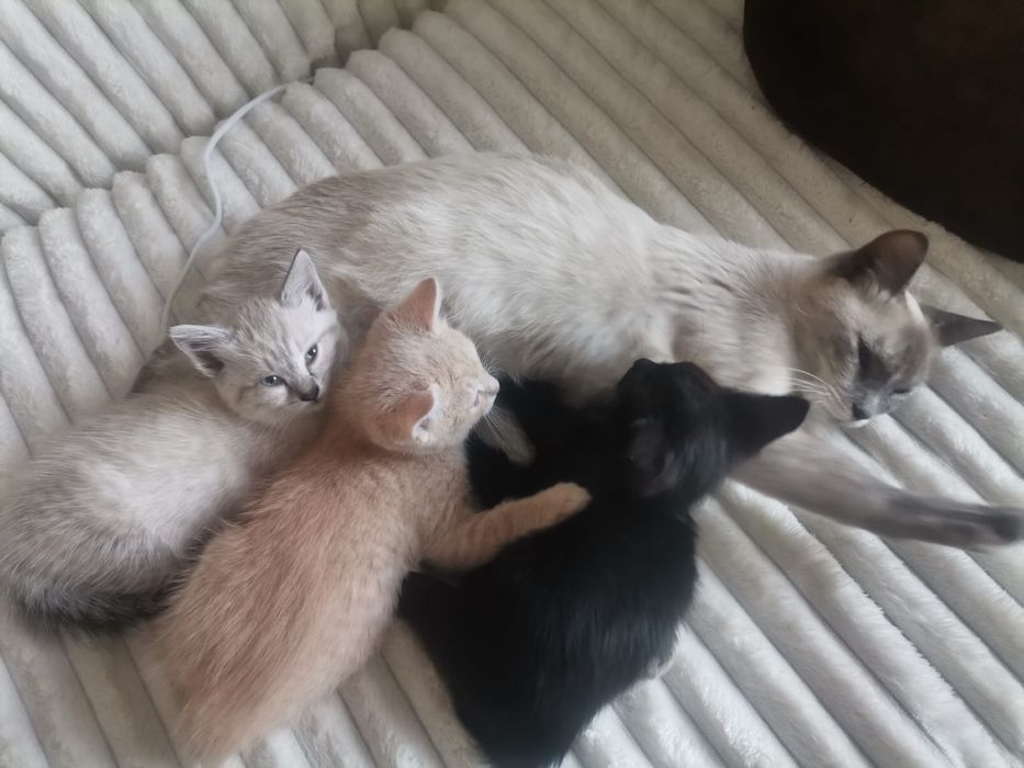 Отдадим в доьрые руки котята