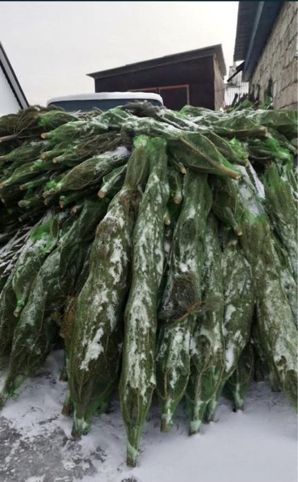 Новогодняя ёлка 2,5 м