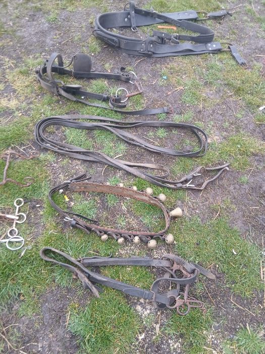 De vânzare ham curea cu clopote pentru cai