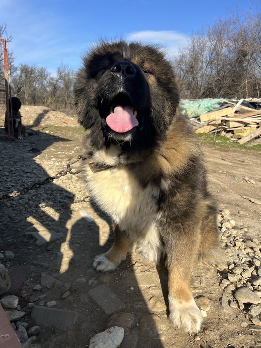 Vand mascul ciobanesc caucazian cu pedigree