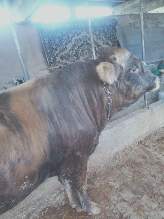 Продаётся бык...